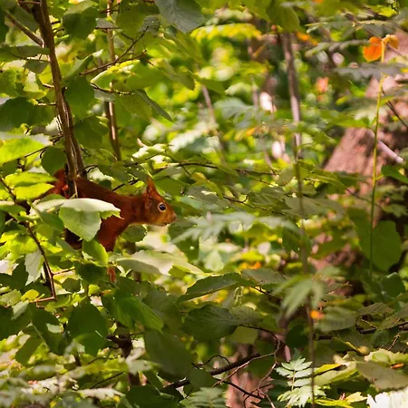 בית נופש In Near Veluwe Forest פוטן
