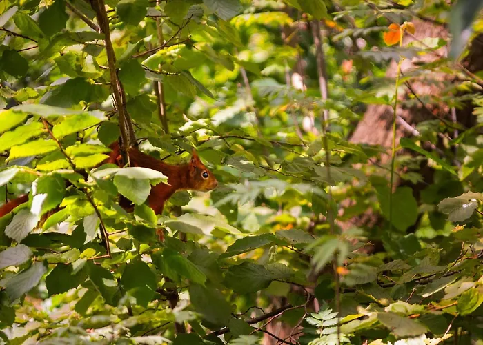 Semesterbostad In Near Veluwe Forest Putten